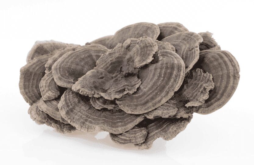 Coriolus versicolor medicinal mushroom for HPV and cancer